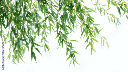 Studio photo of willow branches isolated on white background. Natural botanical twigs with fresh green leaves, minimal clean composition for spring design, floristry, wellness branding and decor