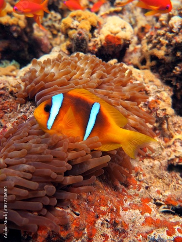anemone fish