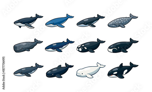Colorful Whale Icons Set. whale species. Colorful isometric vector icons set of whale species: humpback whale, blue whale, fin whale, gray whale, sperm whale,