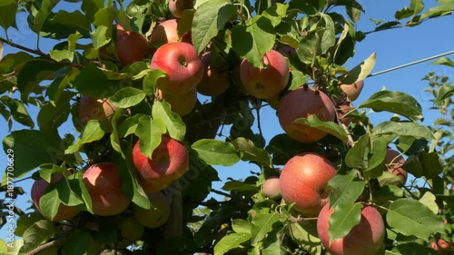 Group of ripe red apples growing tightly together on summer tree branches