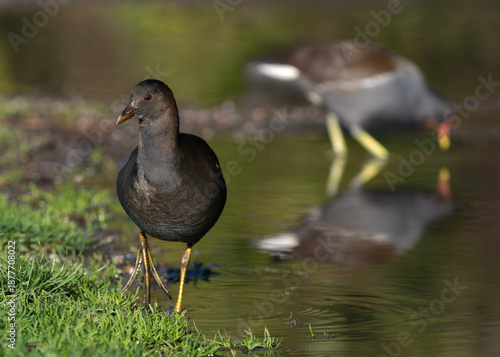 A frontal portrait of a young common moorhen (Gallinula chloropus) with an adult in the background