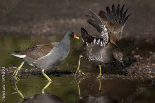 An adult common moorhen (Gallinula chloropus) drives a young one away from a puddle.