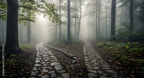 Foggy Forest Path Symbolizing Life Choices and Uncertainty