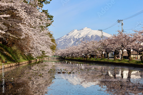 Wallpaper Mural 水面に映る逆さ岩木山と満開の桜並木 Torontodigital.ca