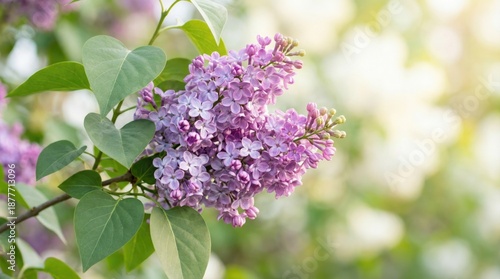 Lilac branch with clusters of spring flowers in close-up during sunny weather