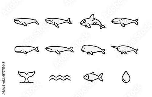 Whale Icon Grid. Whale species. Line icon set of Whale species: blue whale, humpback whale, orca, gray whale, sperm whale, fin whale, beluga, narwhal, whale