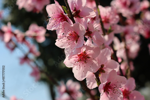Close-up of pink Peach flowers on branch. Peach tree in bloom against blue sky in springtime. Prunus persica