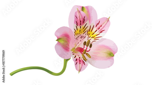 Single delicate pink Peruvian lily blossom featuring distinctive speckled markings against white background