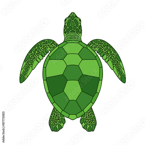 Wallpaper Mural Green Sea Turtle Illustration - Top View, Isolated on White Background Torontodigital.ca
