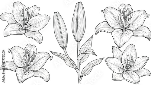 Elegant collection of detailed black and white lily flowers and unopened buds in a botanical drawing style