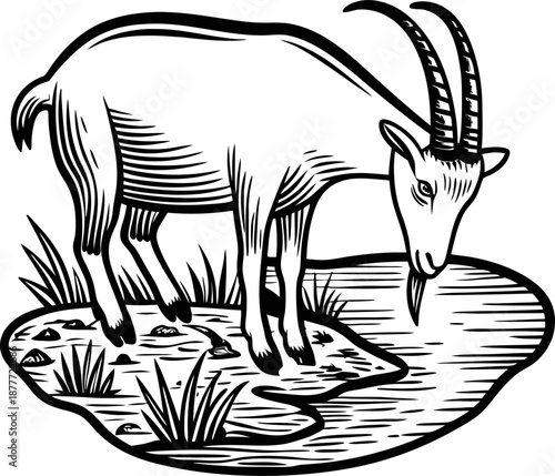 Mountain goat drinking water by the riverbank in nature illustration