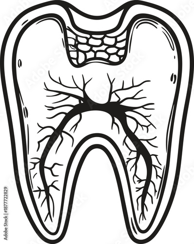 Detailed cross section of human tooth anatomy showing nerve and blood vessels inside pulp cavity