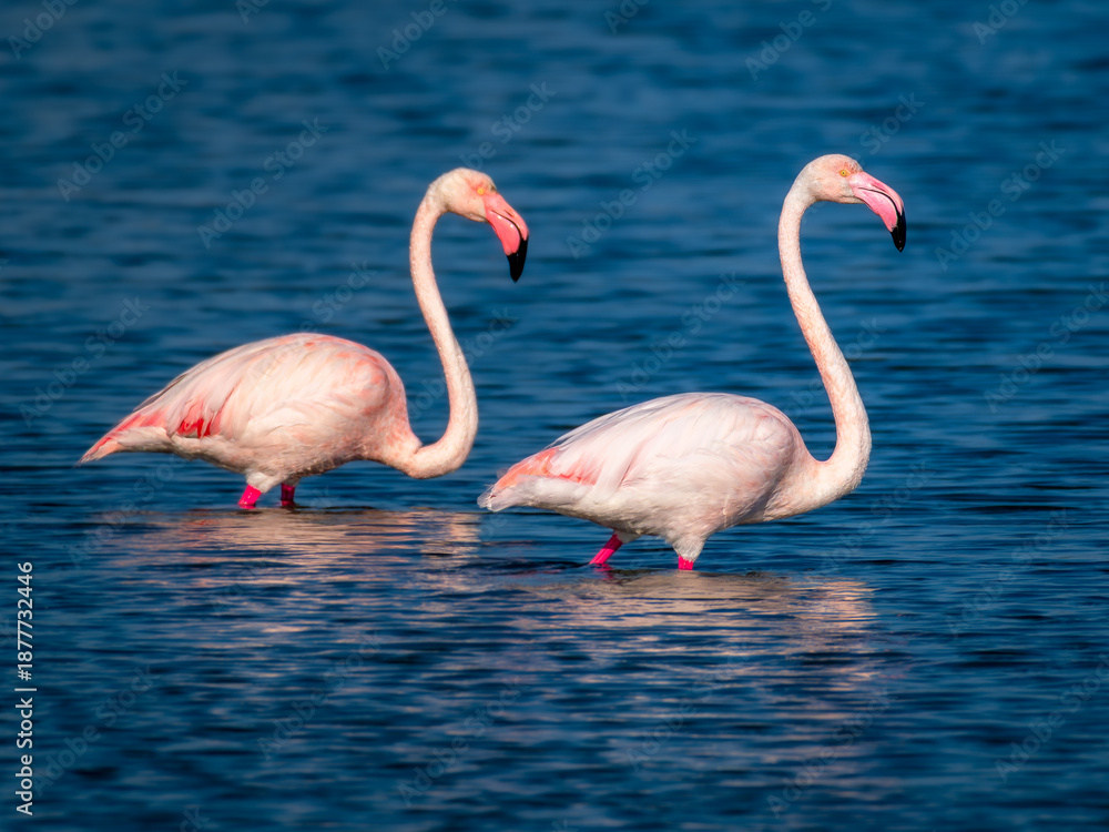 Fototapeta premium Pink flamingos walking on sky-blue waters.