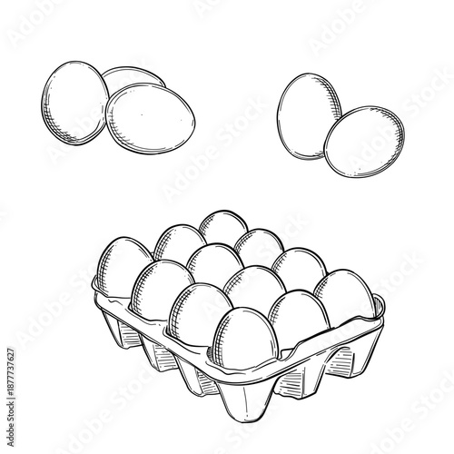 Fresh farm egg vector line art hand drawn illustration