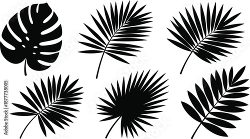Black silhouettes of tropical palm leaves and monstera leaf isolated on white background