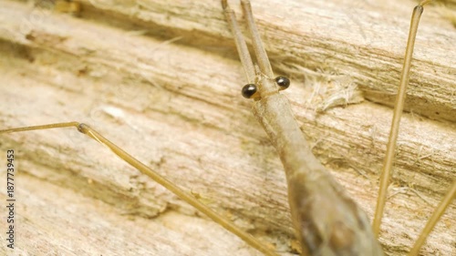 Water stick insect (Ranatra linearis), commonly found in fresh or brackish water. Macro close-up, static shot.