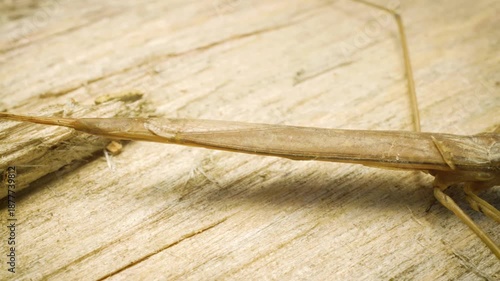 Water stick insect (Ranatra linearis) – panoramic macro footage.