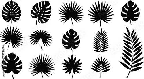 A diverse collection of tropical leaves silhouettes including monstera and palm fronds