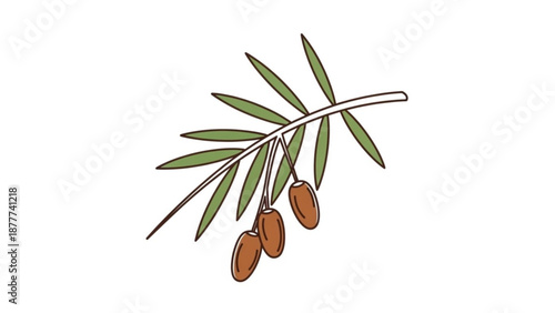 Olive Branch with Olives Isolated on White Background