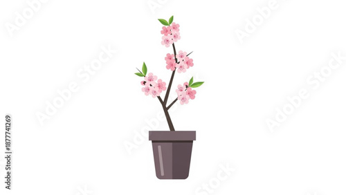 Pink Cherry Blossom Plant in Brown Pot Isolated on White