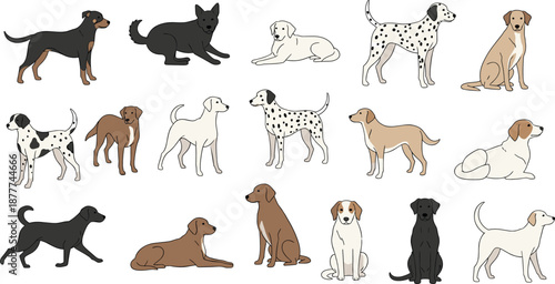 Dog breeds vector set with various canine characters in different poses including sitting, standing and lying dogs in flat cartoon illustration style isolated on white background