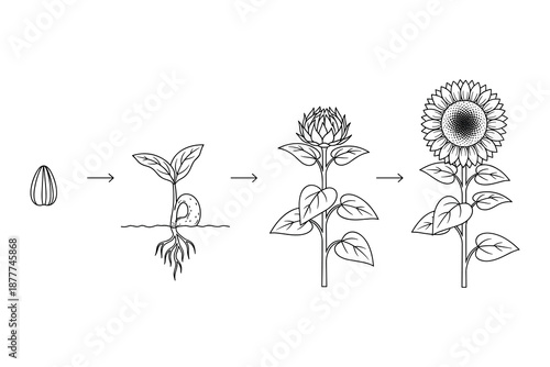 Sunflower growth cycle vector diagram from seed to bloom in black line art style