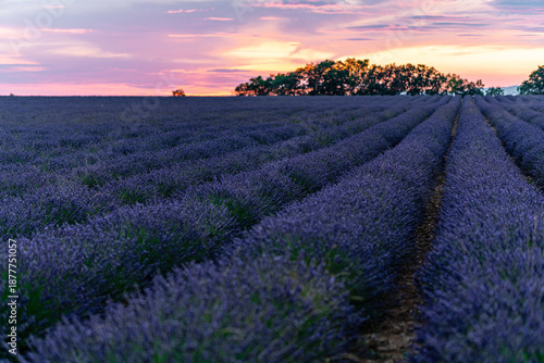 Close-up of purple lavender flowers with shallow depth of field and vibrant sunset sky.