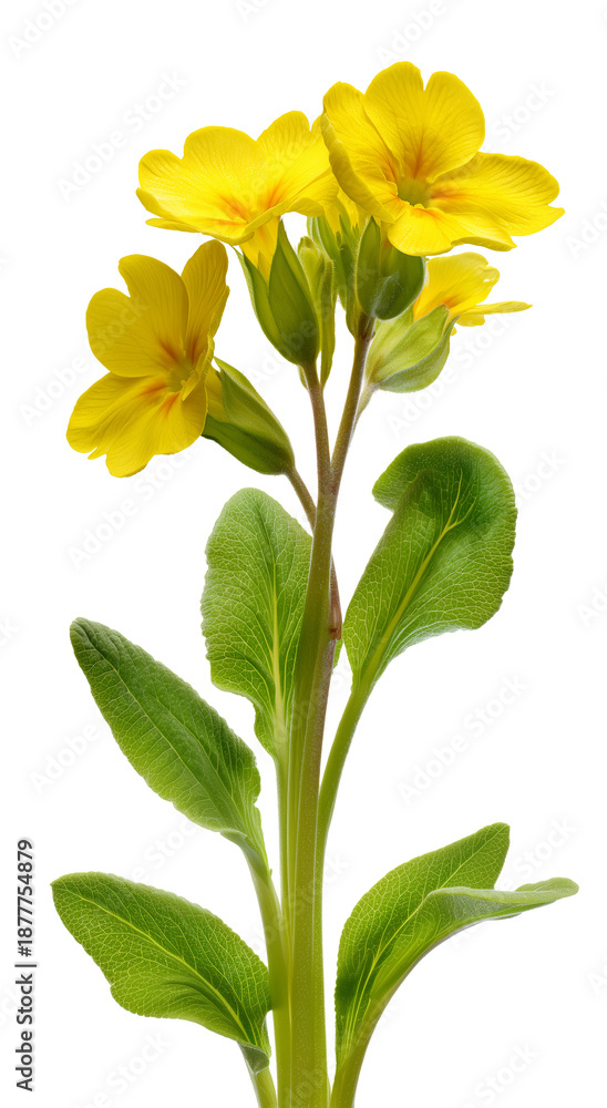 Obraz premium Cut-out photo of a yellow primrose flower with green leaves. Plant, spring wildflower isolated on transparent background.