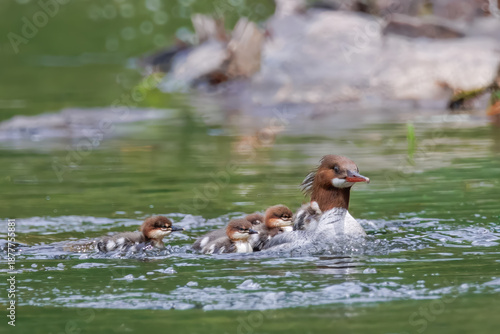 Female Common Merganser Leading Ducklings on Calm Green Water
