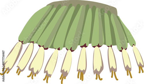 Flowers of banana plant on white background	