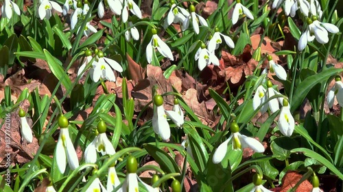 Galanthus nivalis, blooming white flowers of snowdrops in the garden