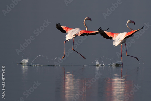 Greater Flamingos from Lake Nakuru Africa