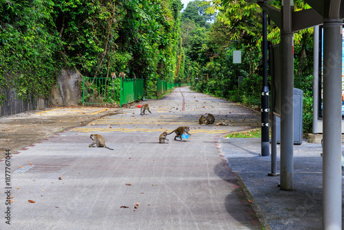 Photos Monkeys rummaging through and spreading trash on a street in Singapore