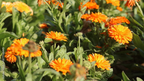 Calendula officinalis Flower – Pot Marigold Close Up in 4K UHD