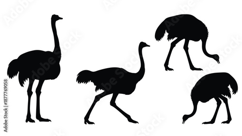 Silhouettes of ostriches in various poses a striking black and white image