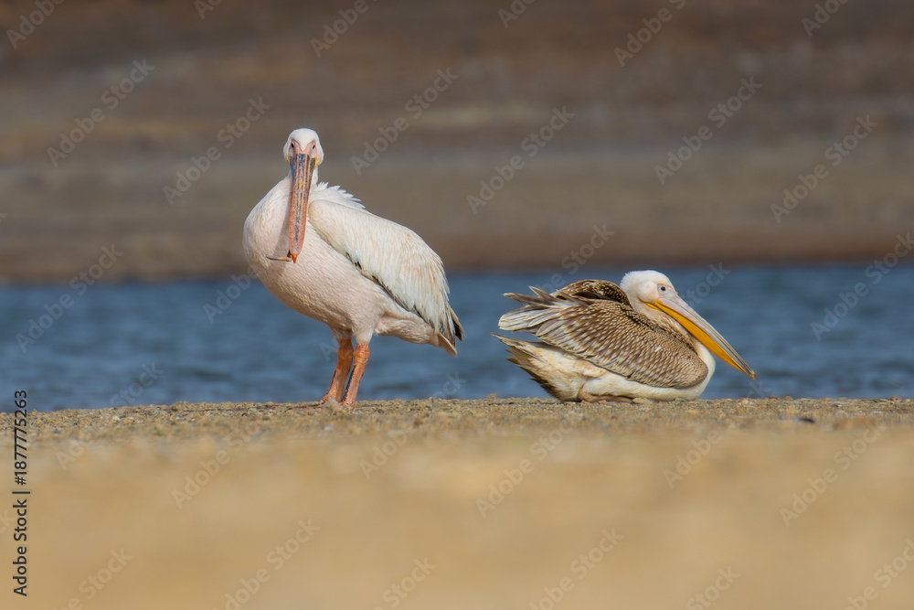 Obraz premium Great white pelicans on the lake