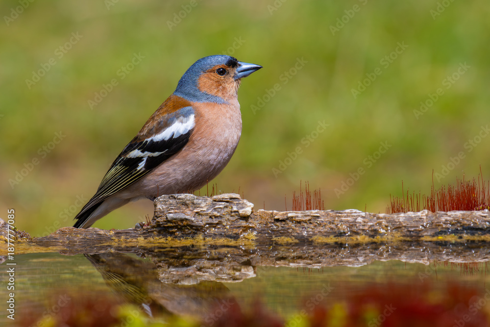 Fototapeta premium Common Chaffinch perched