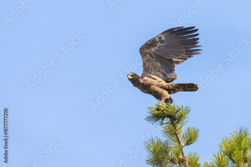 Lesser Spotted Eagle take off