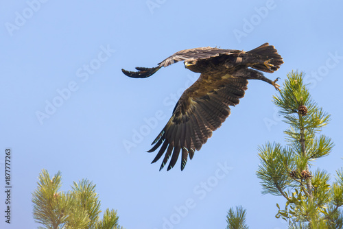 Lesser Spotted Eagle take off