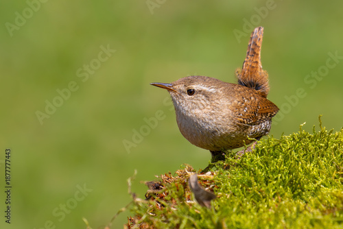 Eurasian Wren on the moss