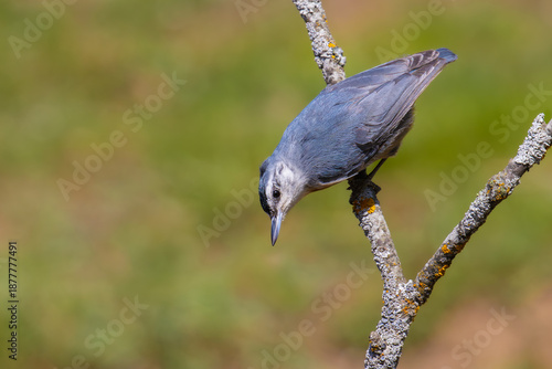 Krüper`s Nuthatch on a branch