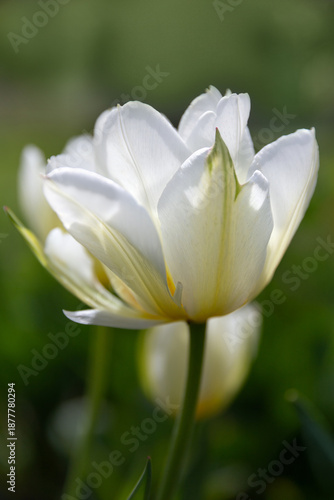 White tulip Exotic Emperor with green flame, elegant spring floral background with copy space