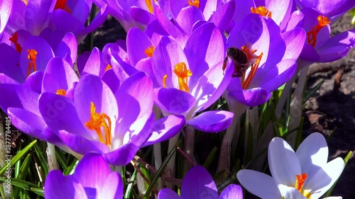 Honey bees collect nectar and pollen on blue crocus flowers in the garden