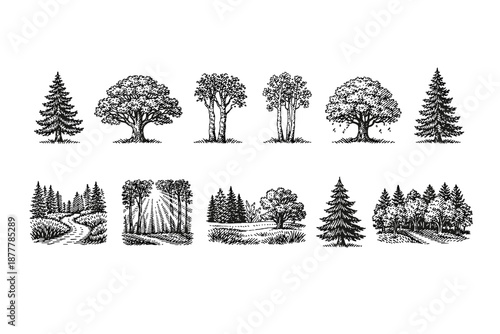 Vintage black-and-white hand-drawn tree set with pine, oak, forest clusters, woodland paths, and sunlit grove illustrations on white background