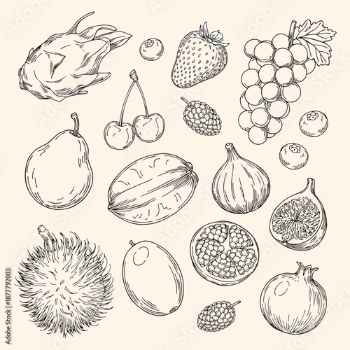 Hand-drawn Fruit Vector Set: Pitaya, Blueberry, Strawberry, Grape, Mulberry, Cherry, Pear, Carambole, Fig, Pomegranate, Mango, Rambutan Line Art Illustrations