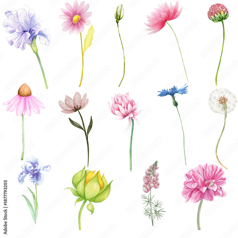 Obraz premium Watercolor Wildflower Clipart Set, Hand Painted Floral Elements Isolated on White