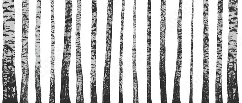 Birch grove forest. Birch tree trunks showing natural texture and black and white contrasting patterns. Vector illustration