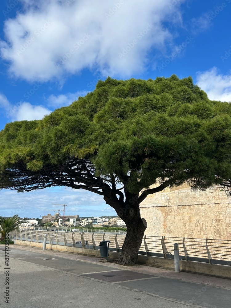 Obraz premium Mediterranean pine tree by stone wall under blue sky in Mdina, Malta. Large Mediterranean pine tree near historic stone wall, blue sky and coastal urban landscape.