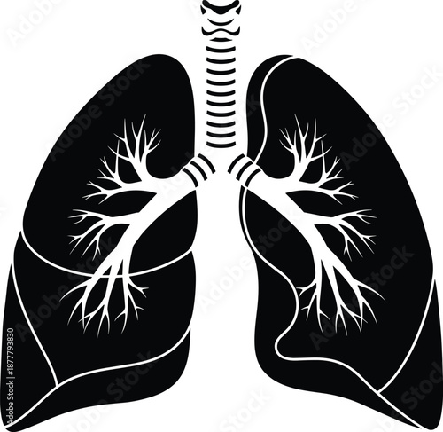 Human lungs anatomy illustration, respiratory system diagram, medical healthcare concept, bronchial tree structure, minimalist black and white vector icon design