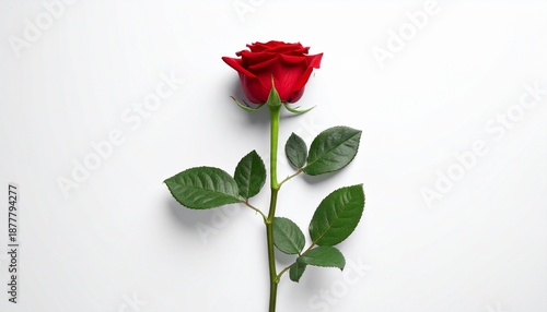Wallpaper Mural Single Red Rose with Green Stem Isolated on White Background for Romantic Valentine's Day Concept vibrant red rose with a long green stem and leaves Torontodigital.ca